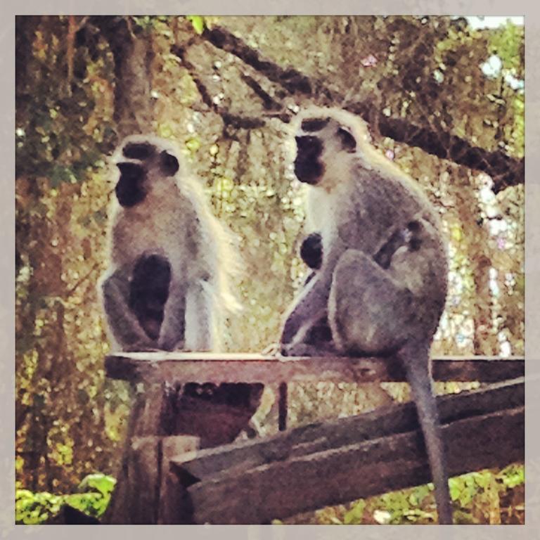 Port Saint Johnʼs Jungle Monkey Backpackers 호스텔 외부 사진
